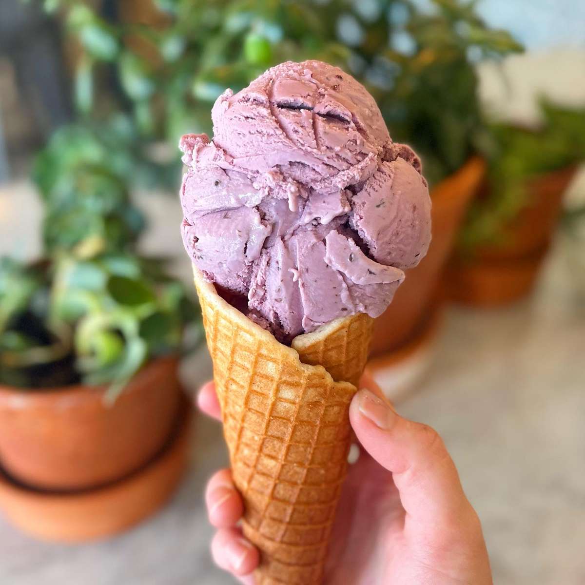 Haskap berry ice cream