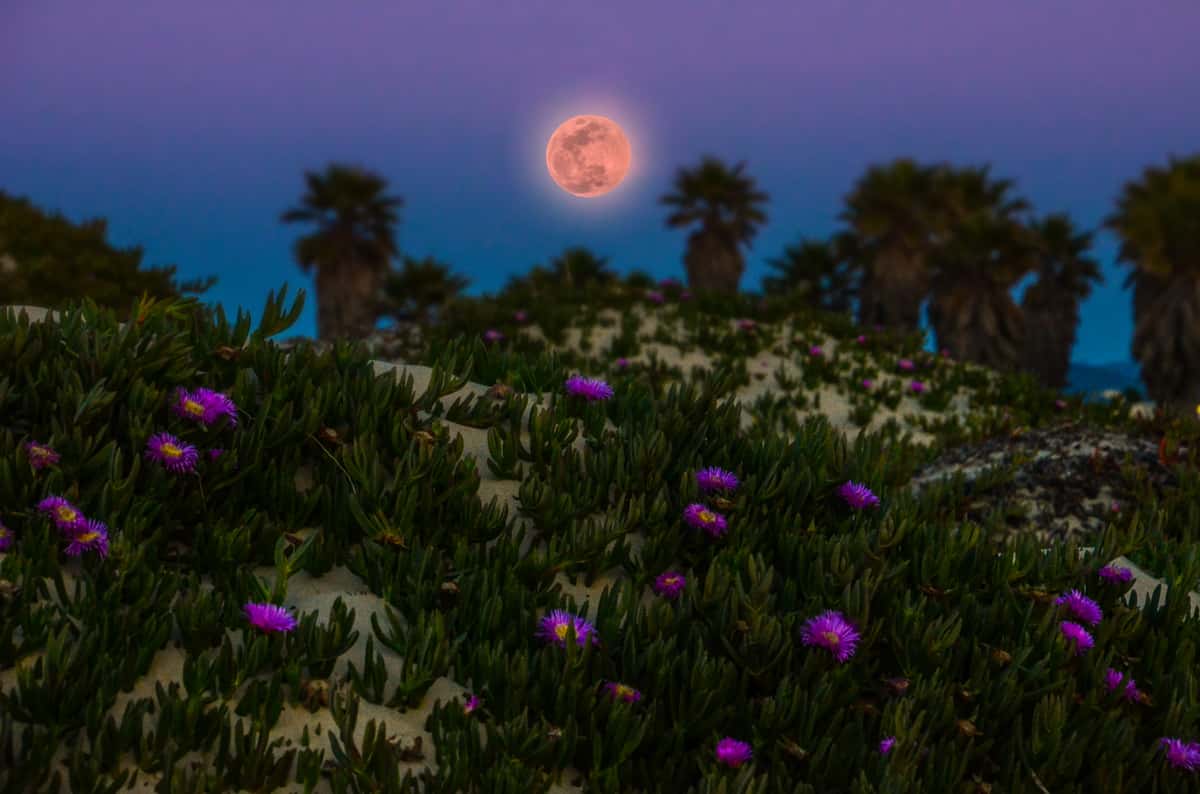 Pink Moon