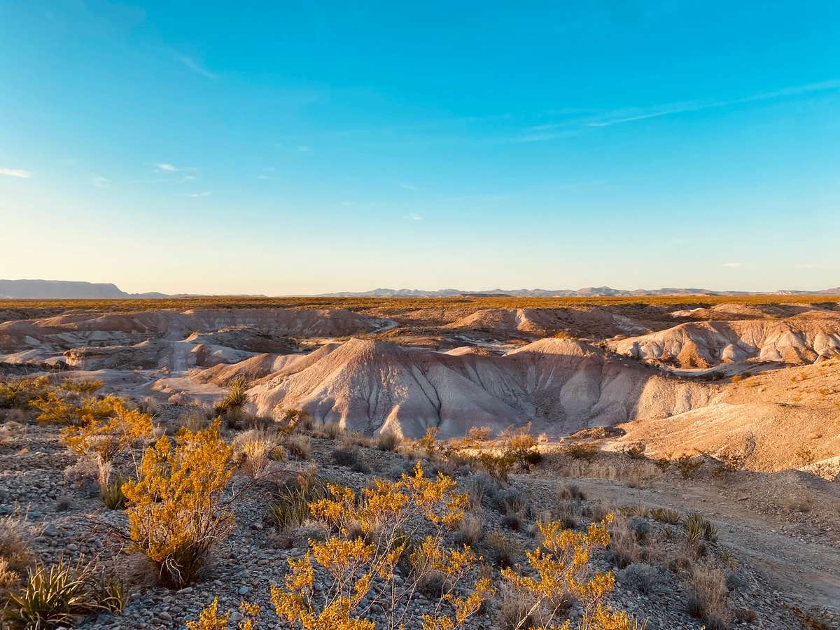 texas scape
