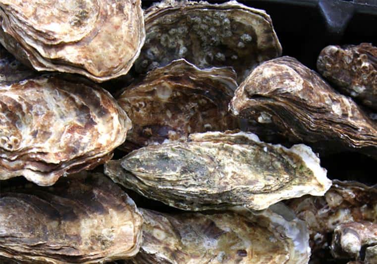 clams