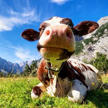 very adorable cow