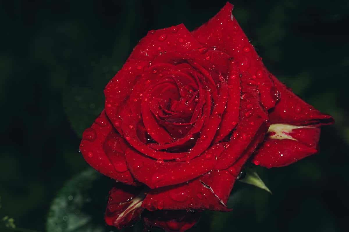 Red Rose