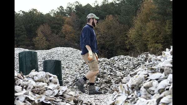 Oyster recycling