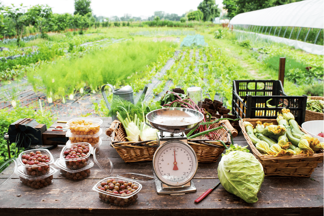 Fresh produce on a table in a farm