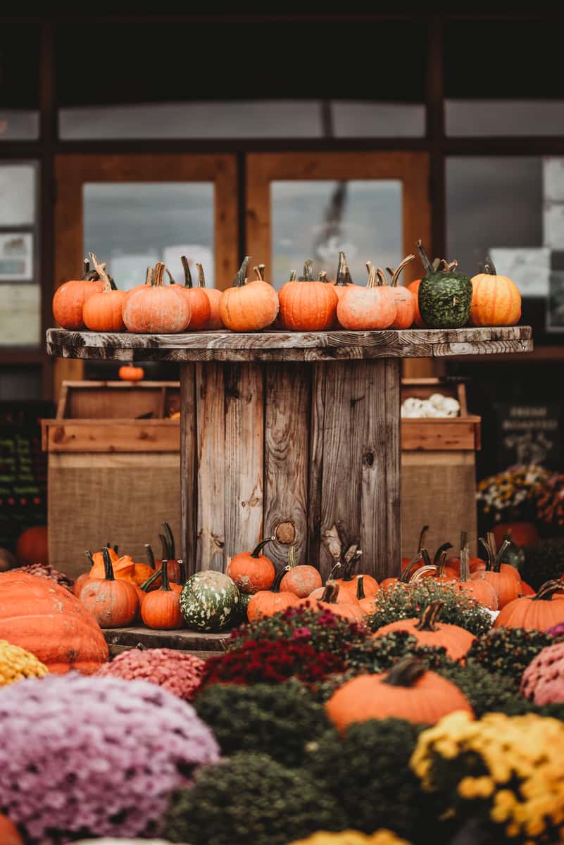 pumpkins