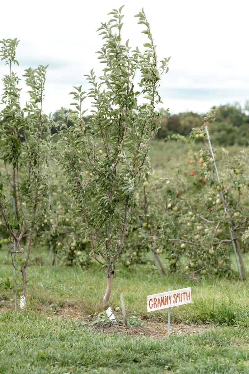 baby trees