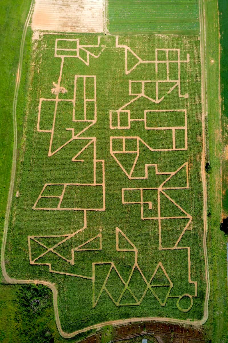 corn maze 2024