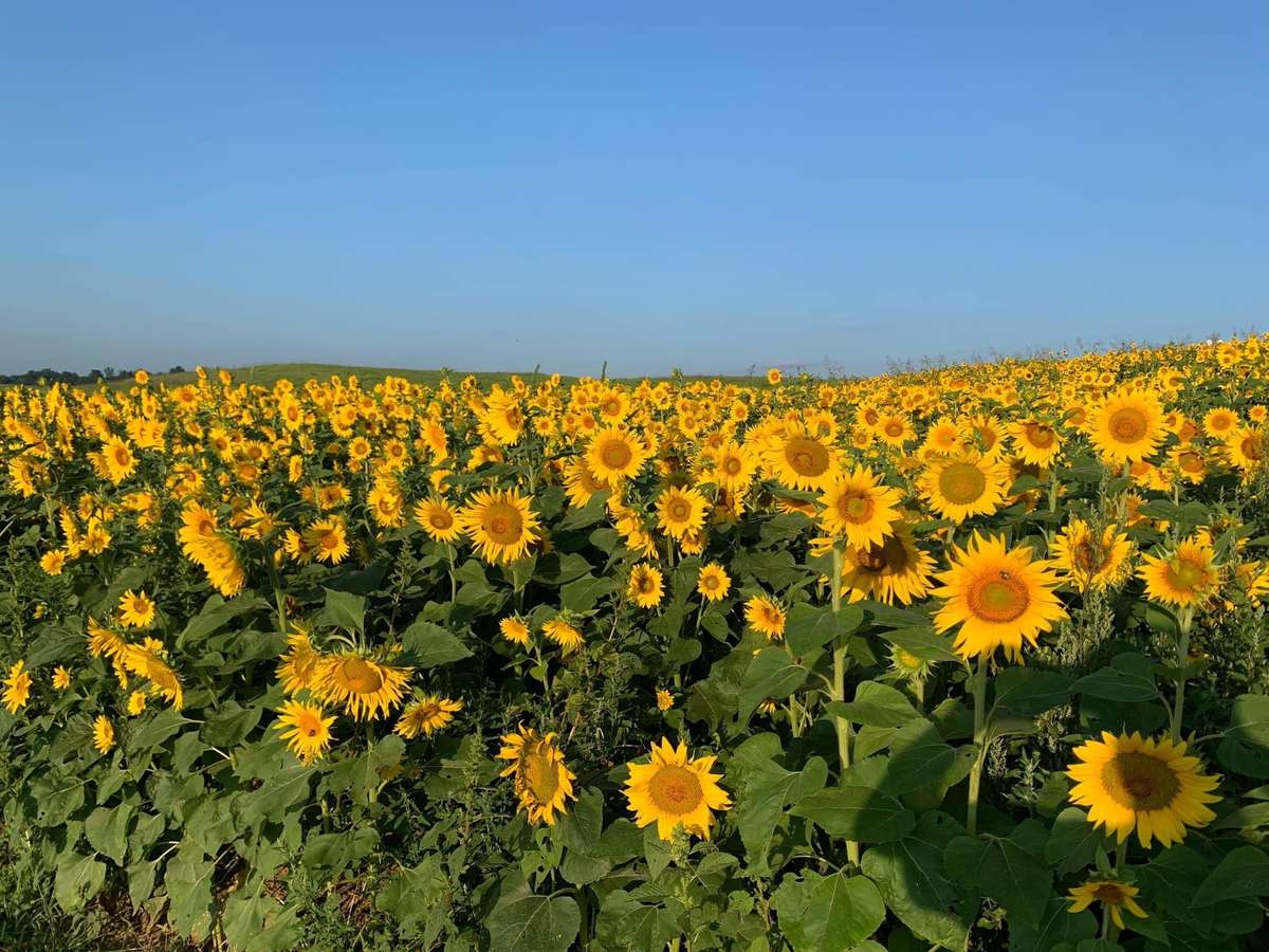 Sunflower Patch