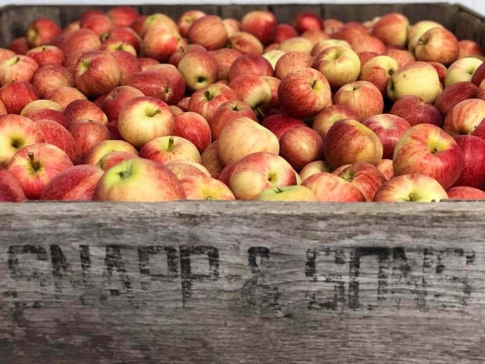 Apples