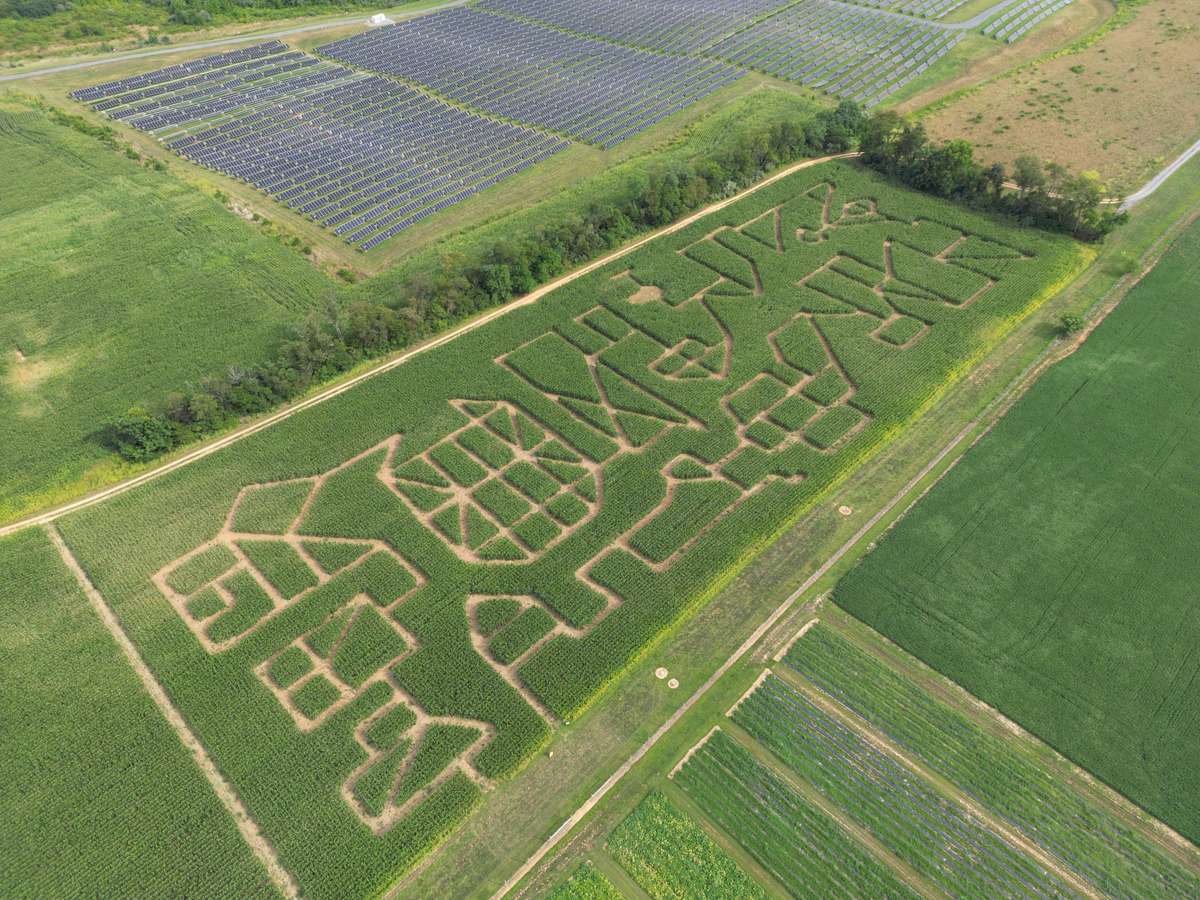 maze 2026