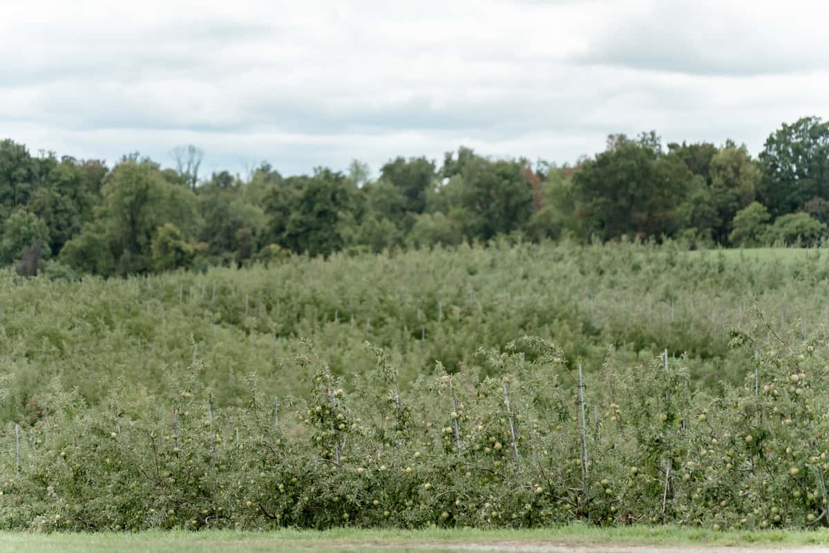 West Oaks Farm Market
