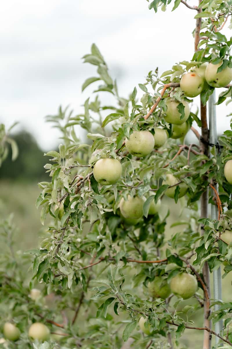 Apples
