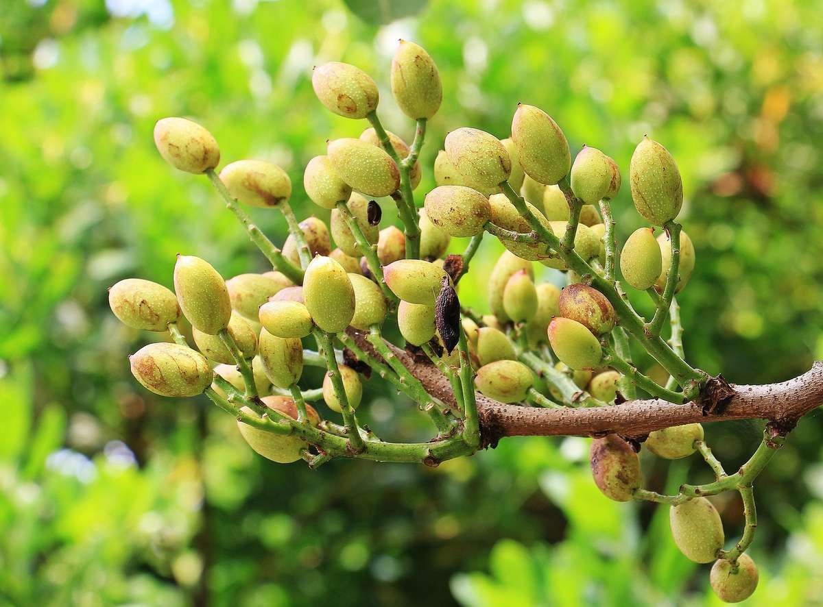 Cluster of unripe pistachios growing on a tree branch with a vibrant green background.