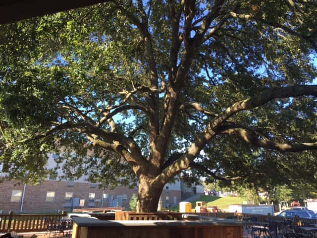 Tree, tables, outdoor area