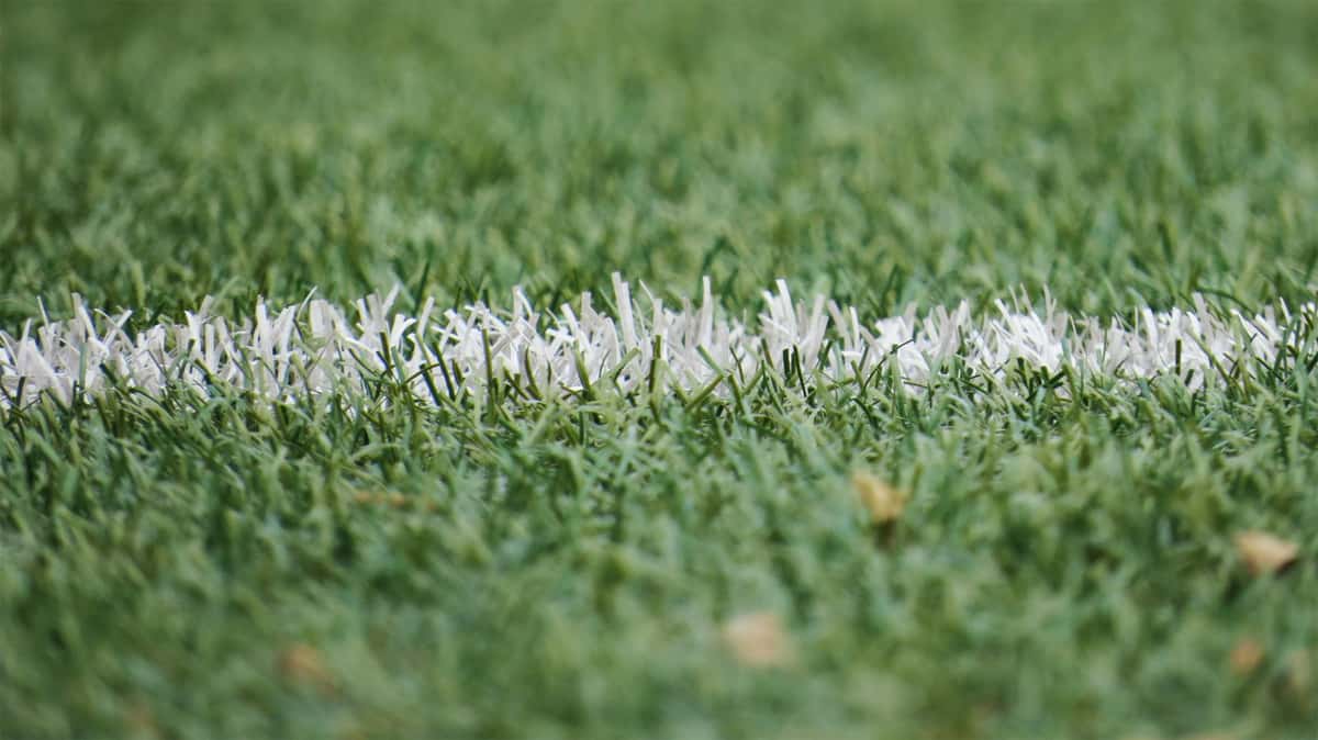grass