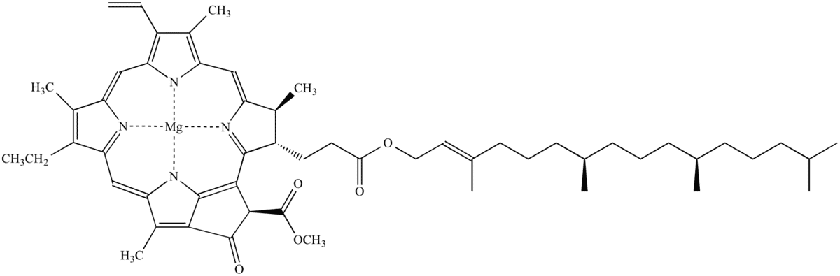 chlorophyll