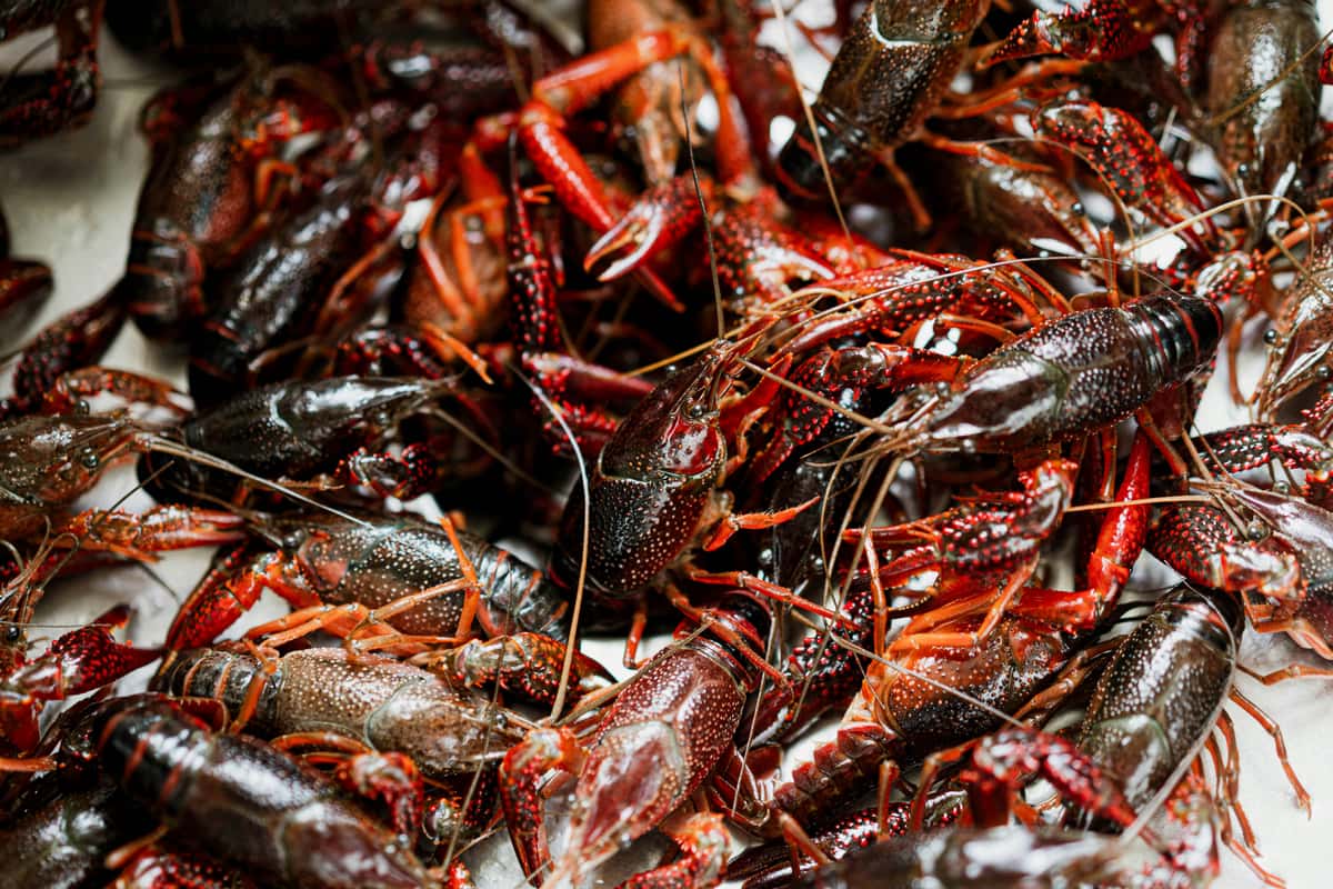 crayfish