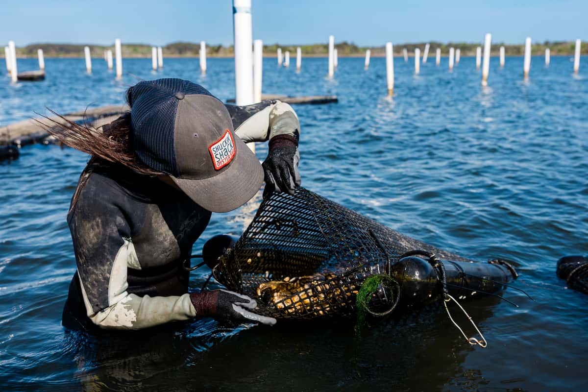 Oyster farmer in the water