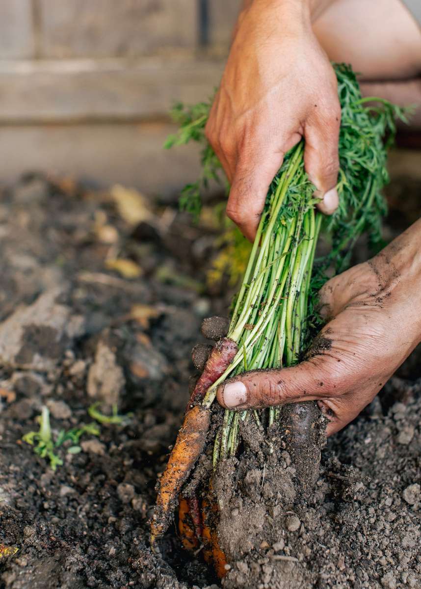 Fresh carrot pulled from the ground