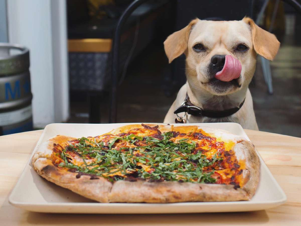 dog looking at pizza