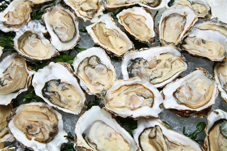 oysters