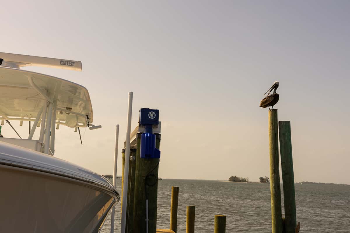 pelican on dock