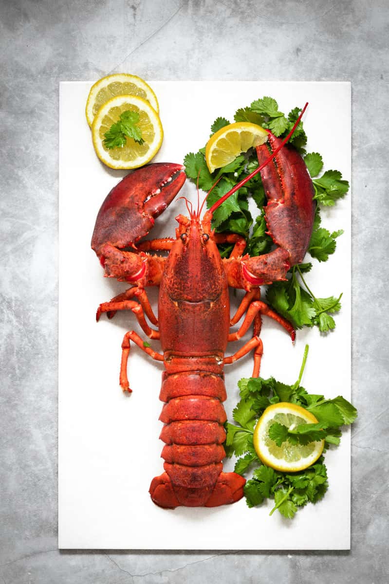lobster