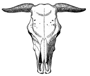 Cow Skull