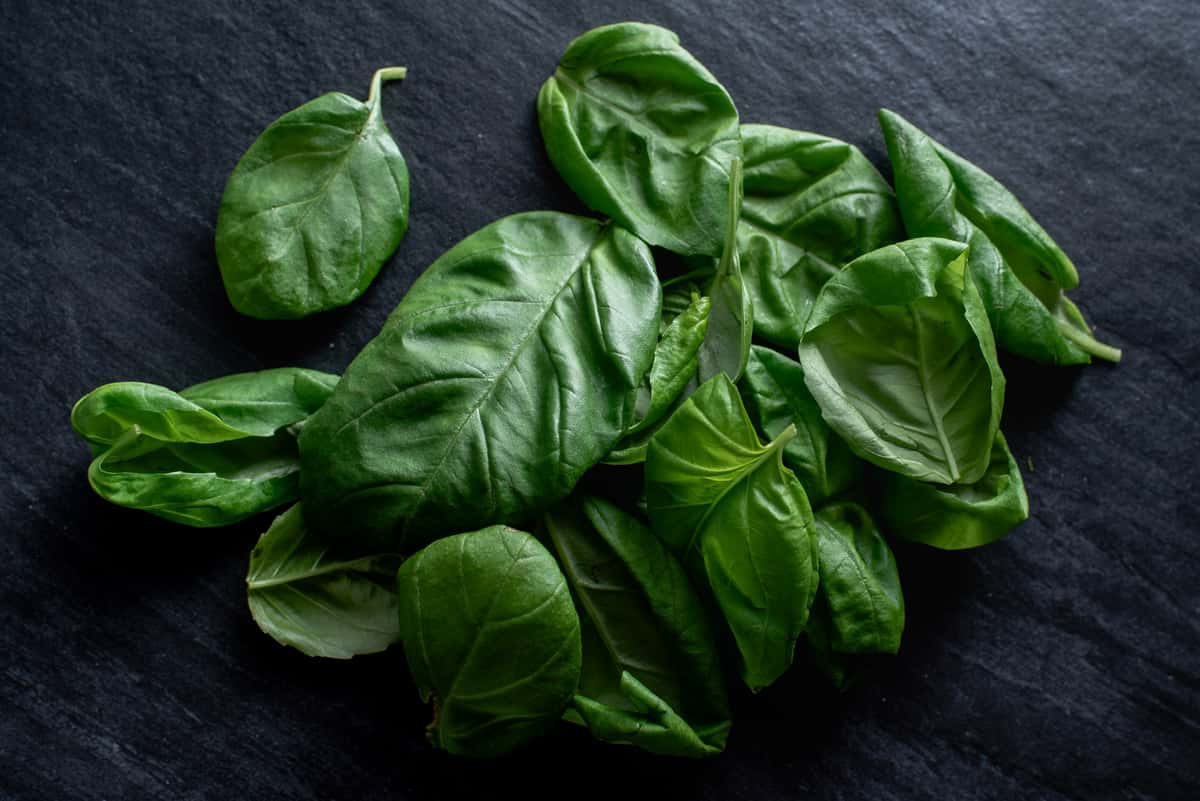 Basil