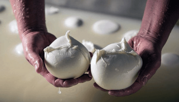 Fresh mozzarella