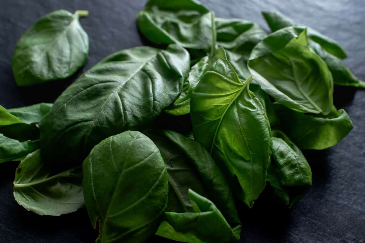 Fresh basil leaves