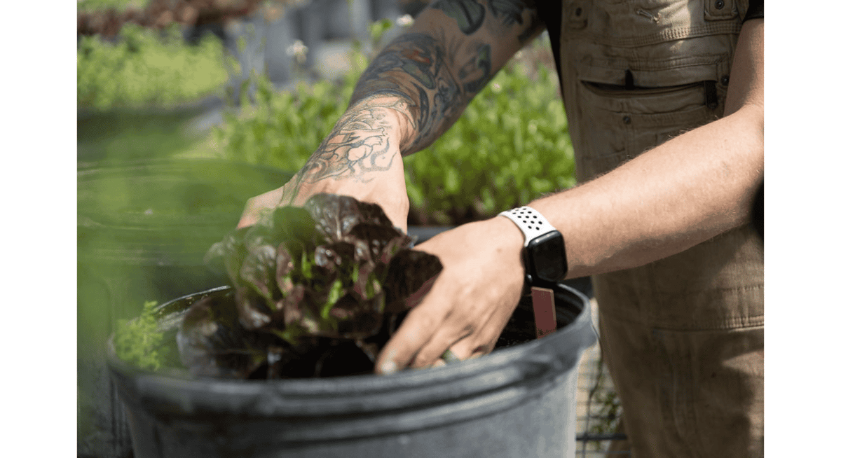 Chef harvesting fresh lettuce from a garden container for farm-to-table restaurant ingredients