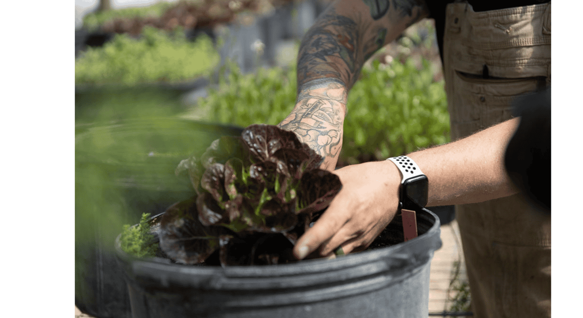 Chef harvesting fresh leafy greens from a garden, highlighting the meticulous ingredient sourcing behind Michelin-level cuisine.