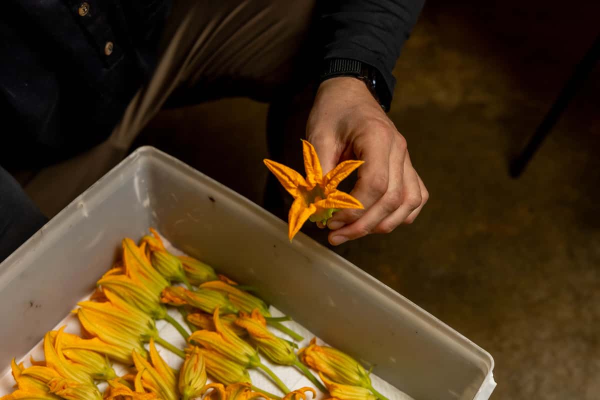 Chef selecting fresh squash blossoms from a tray