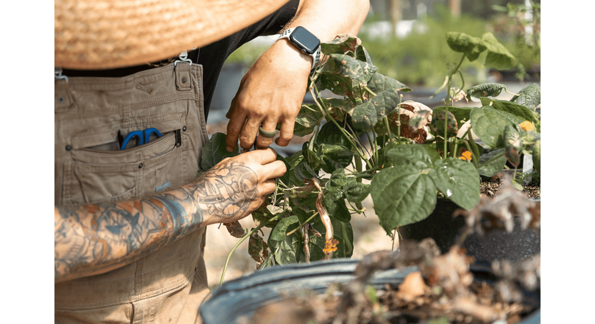 Chef carefully harvesting fresh produce from a garden, highlighting the premium ingredients used in Michelin-star dining.