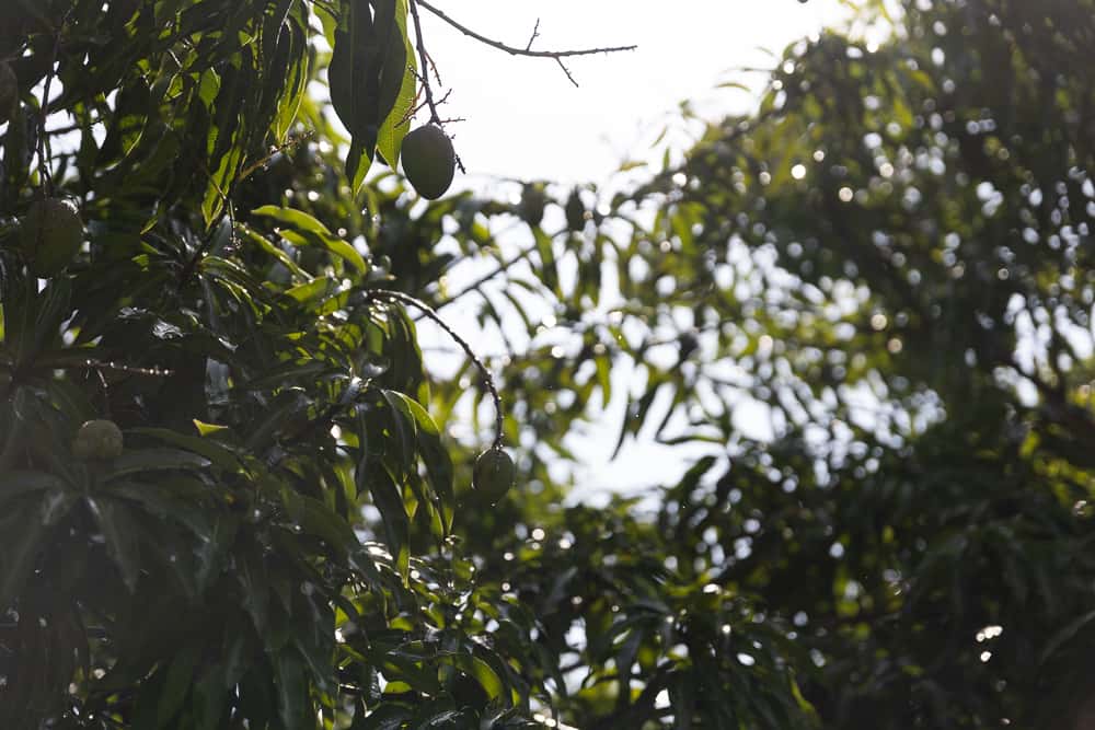 Mangoes growing on a tree illustrating seasonal tropical ingredients used in Miami fine dining