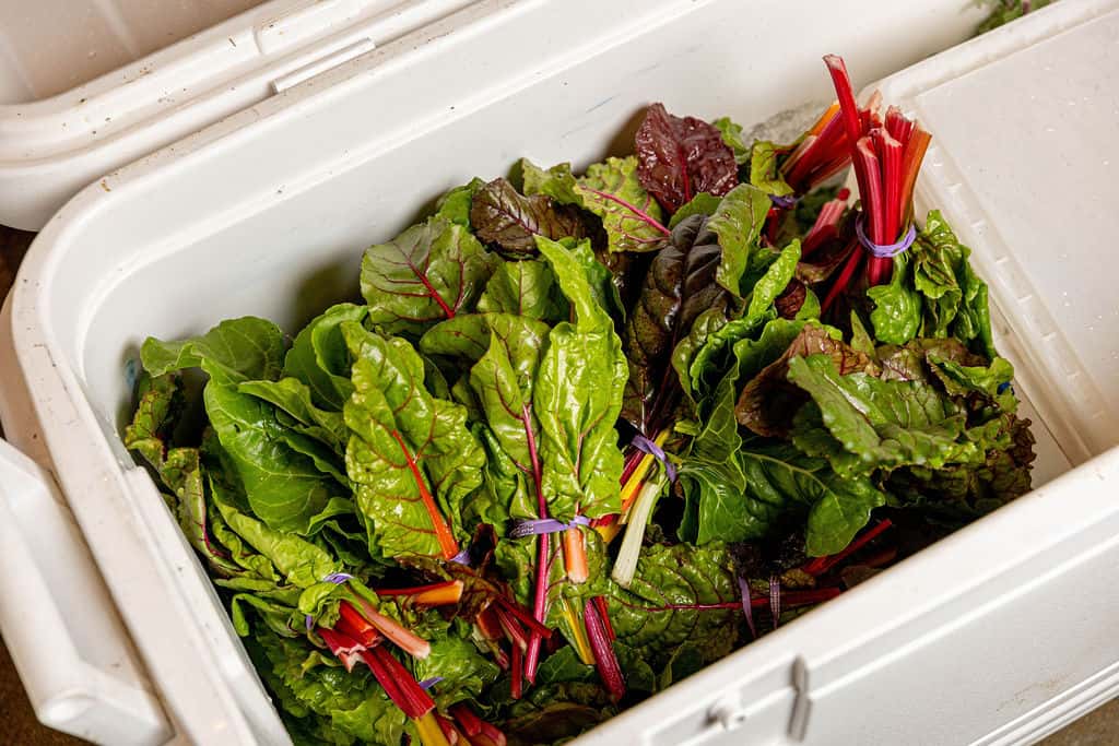 Fresh locally sourced leafy greens prepared for farm-to-table dishes featured in Miami's vibrant food scene.