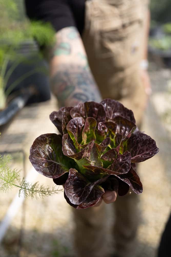 Person holding fresh red leaf lettuce to show local ingredient sourcing