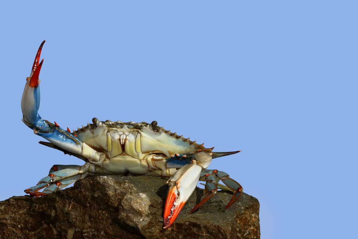 crab
