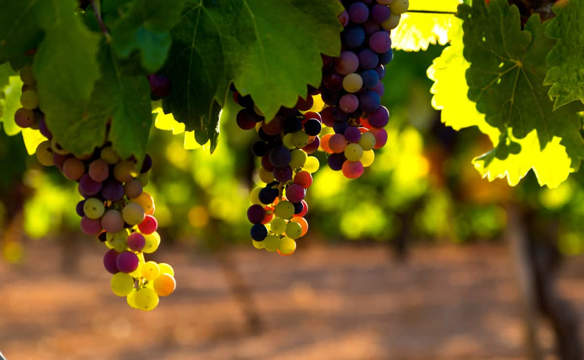 Clusters of ripening grapes in shades of green, red, and purple hanging from a vine in warm sunlight.