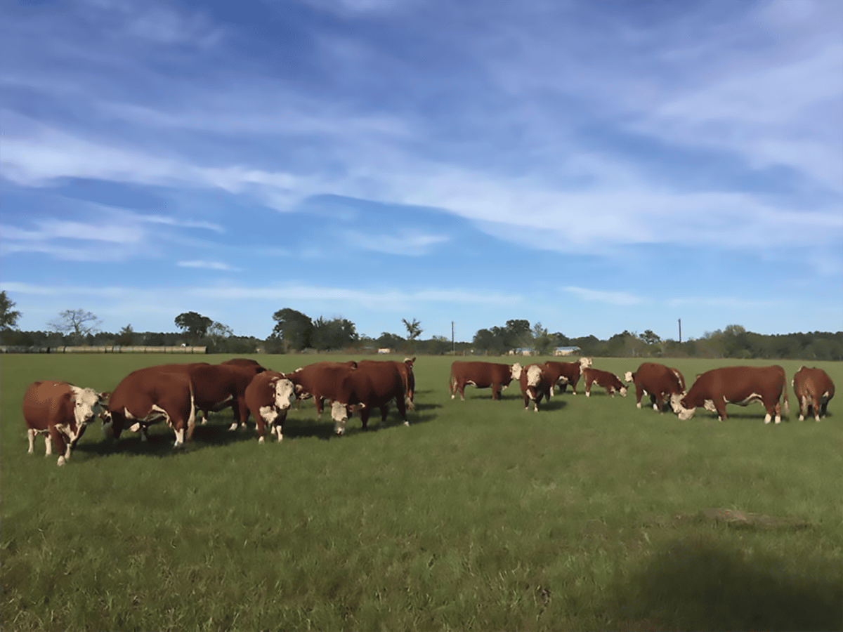 Beef cattle grazing in a lush green field at Montgomery Cattle Co.