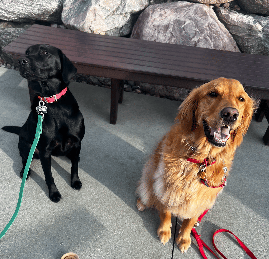 dogs