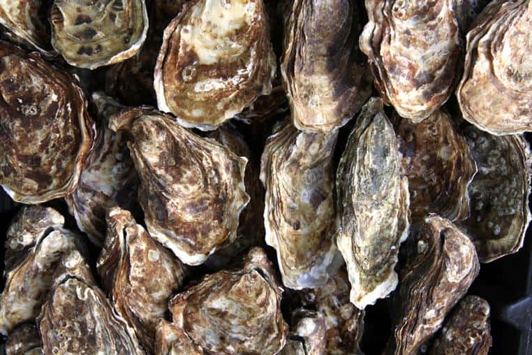 oysters
