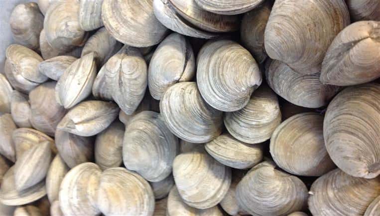 clam shells