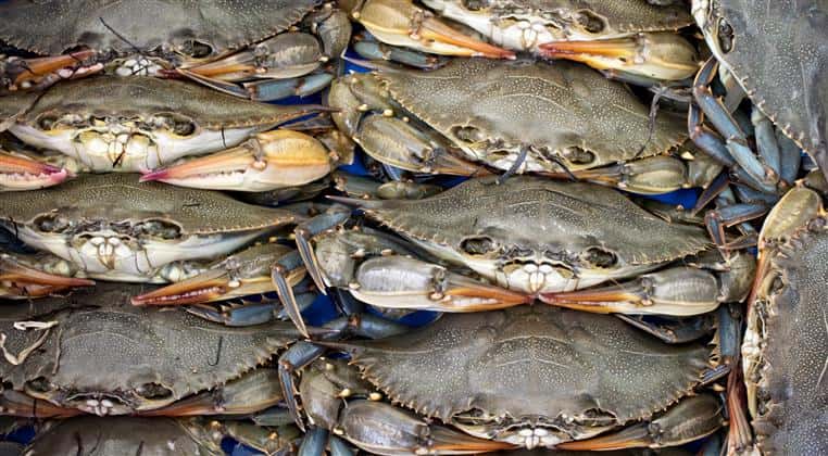 soft shell crabs
