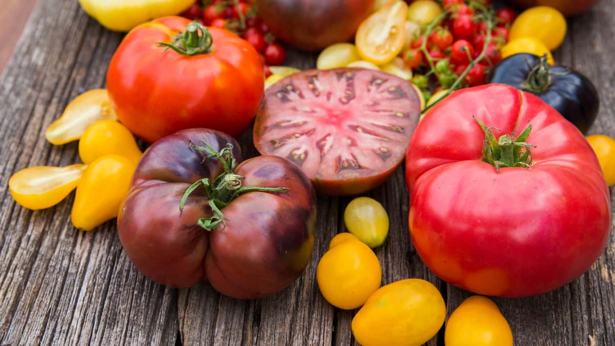 Heirloom Tomato Month | August 2026 | Provence Marinaside