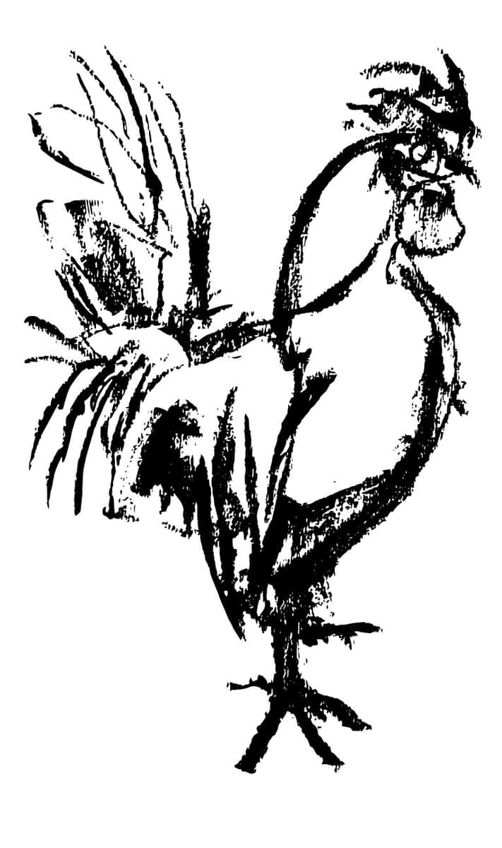 rooster