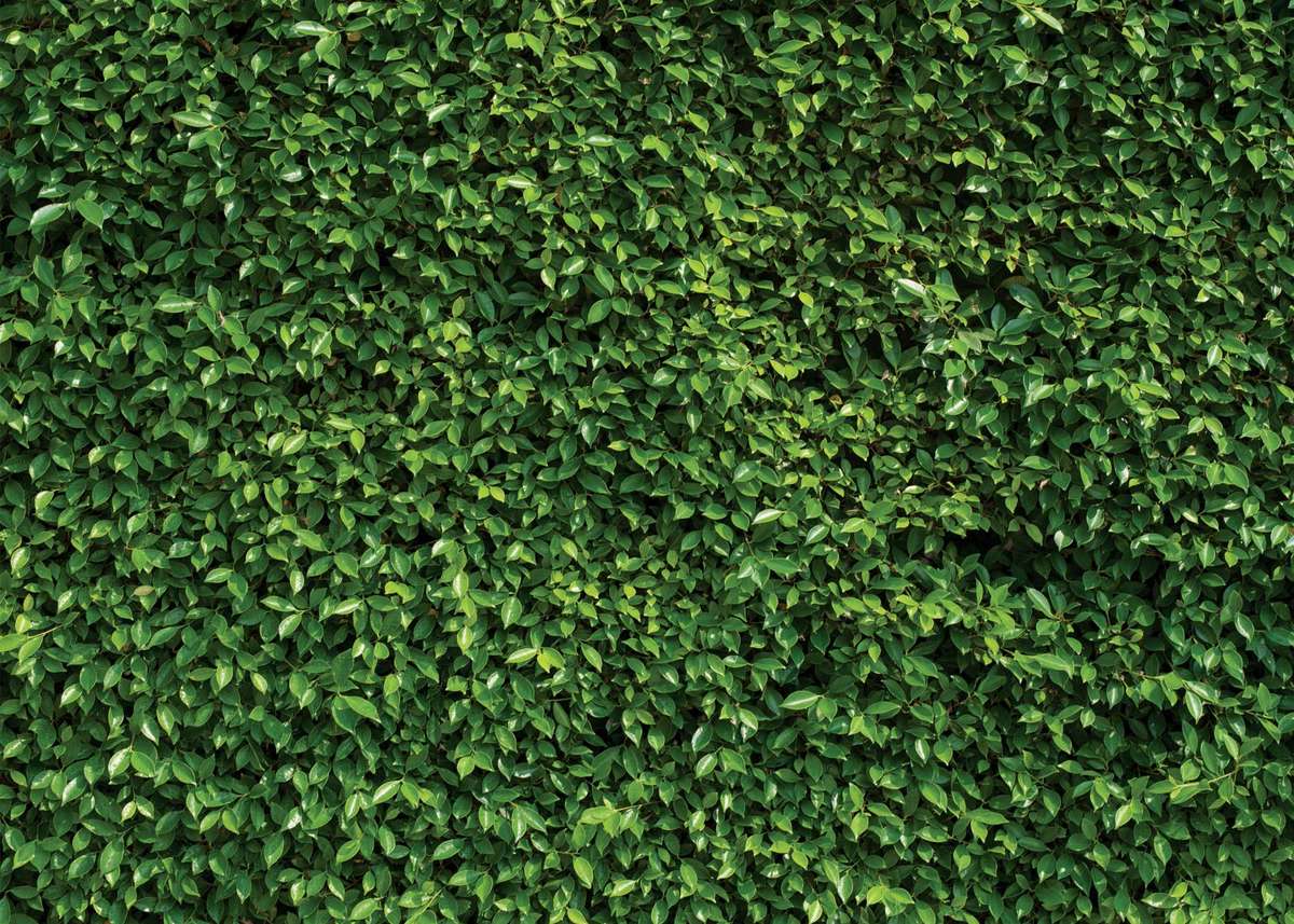 Grass wall