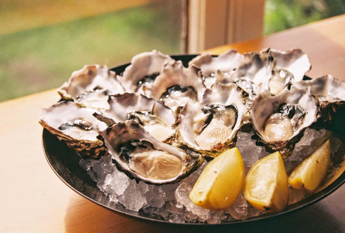 oysters