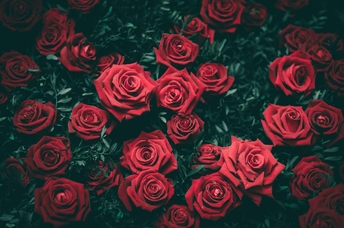valentines day roses